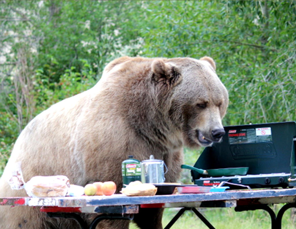 grizzly bear cooler